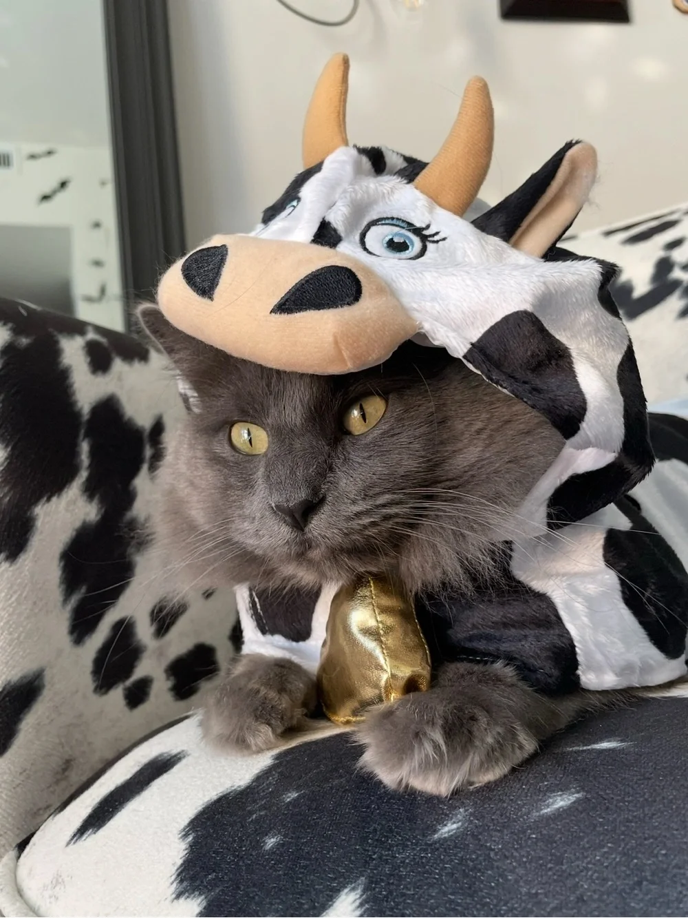 Cow Costume for Cat or Small Dog with Hood and Straps - Black & White